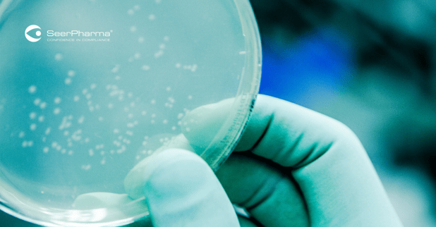 Bacterial colony growth on agar plate